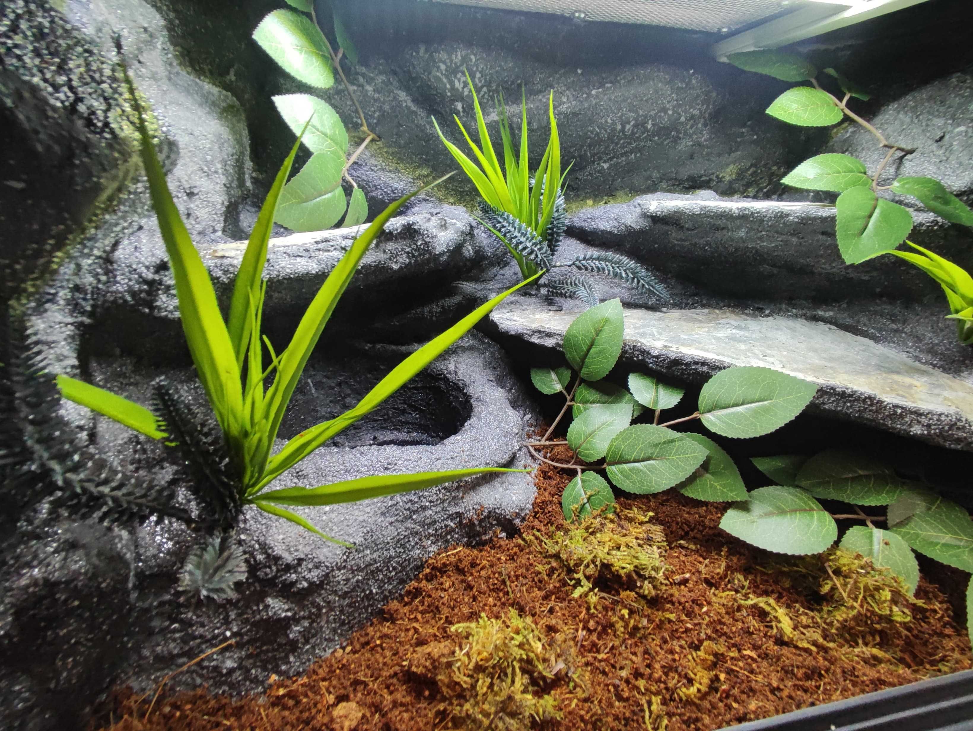 Terrarium pustynne nr715 60/40/40 dla węża boa pyton zbożówka DOSTĘPNE