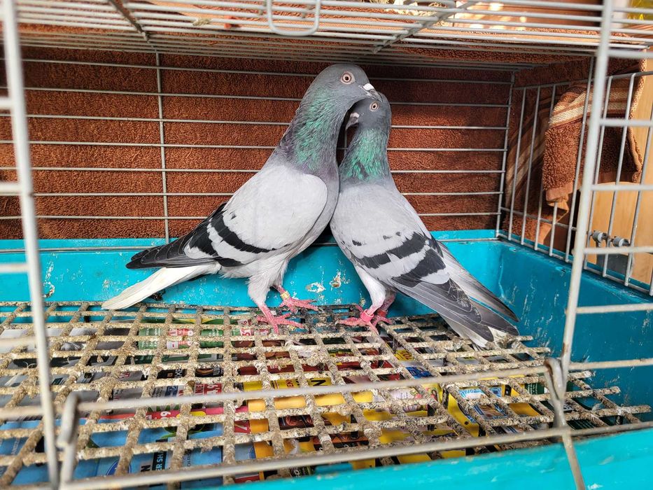 Gołębie para wyszwanców siwych