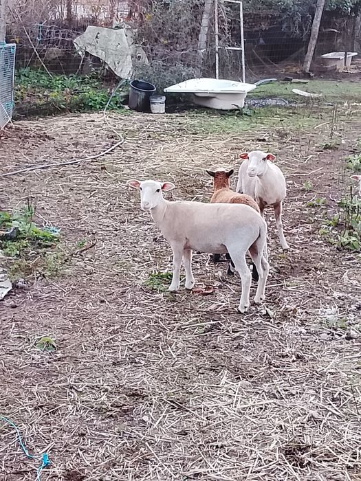 Ovelhas para venda