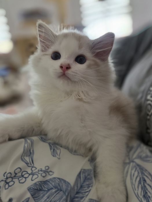 Cudowny charakter, kocurek ,Ragdoll