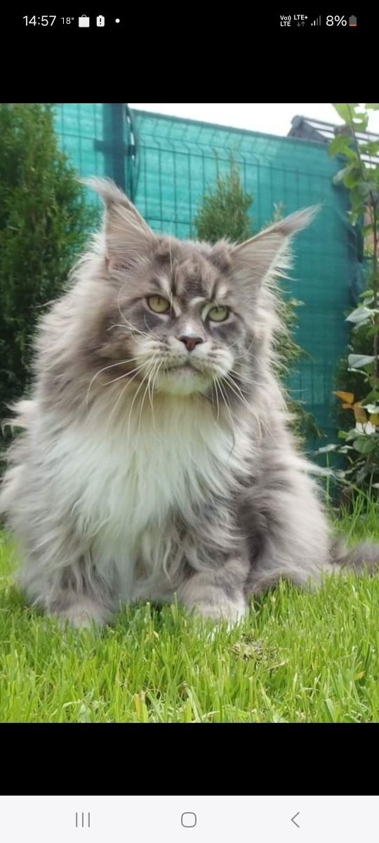 Kocurek Maine Coon