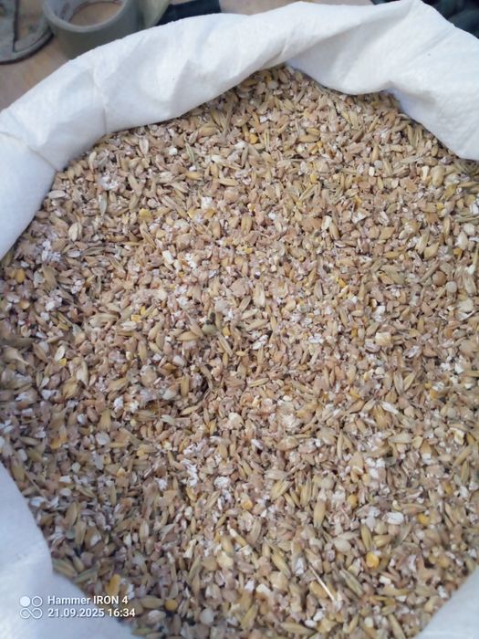 Pasza dla kur (gnieciona pszenica, jęczmień, owies, pszenżyto)