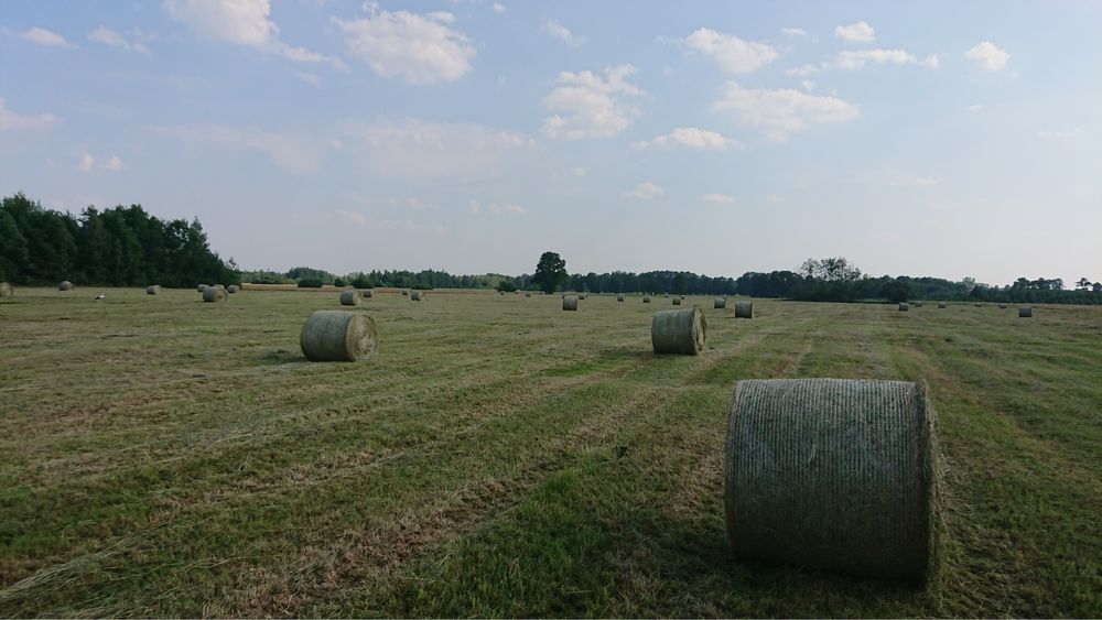 Siano w belach tegoroczne mozliwość transportu
