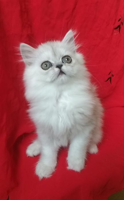 Котёнок серебристая девочка 2 месяца шиншилла хайленд