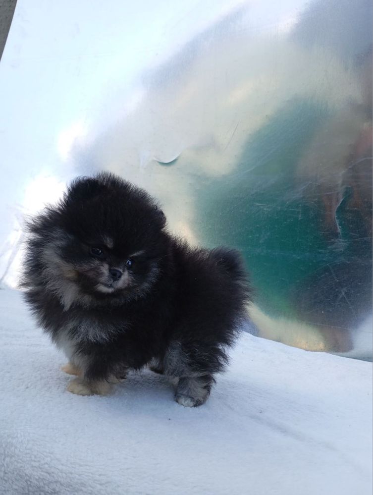 мини шпицы