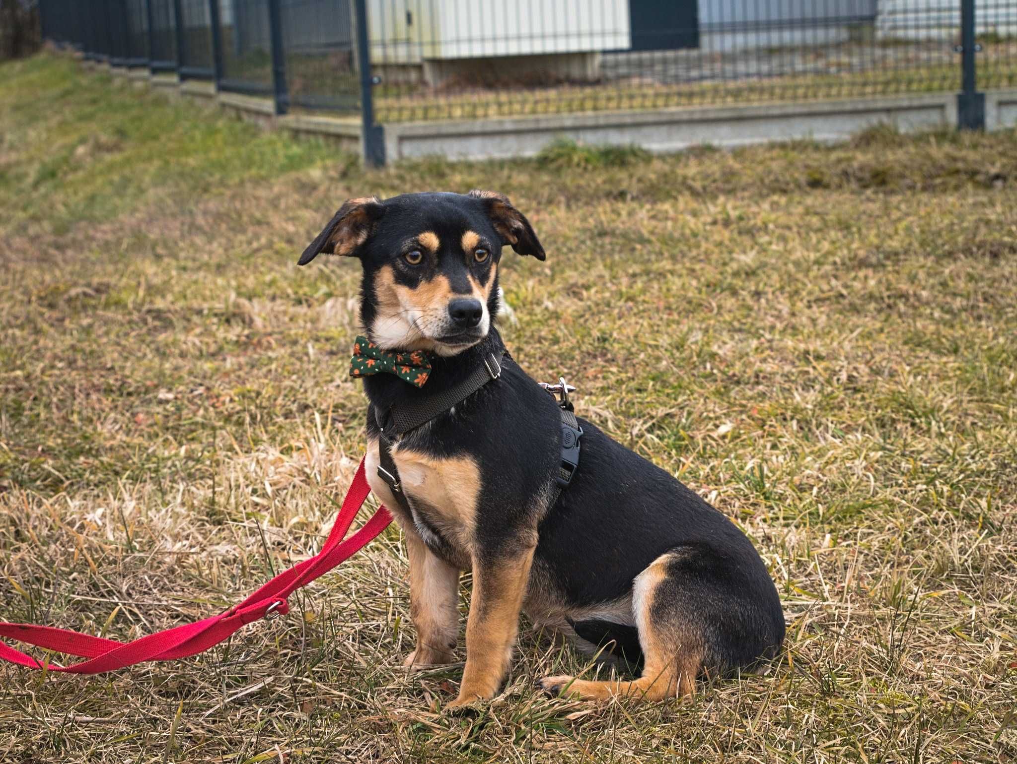 Oliwia malutka sunia szuka spokojnego miejsca ADOPCJA
