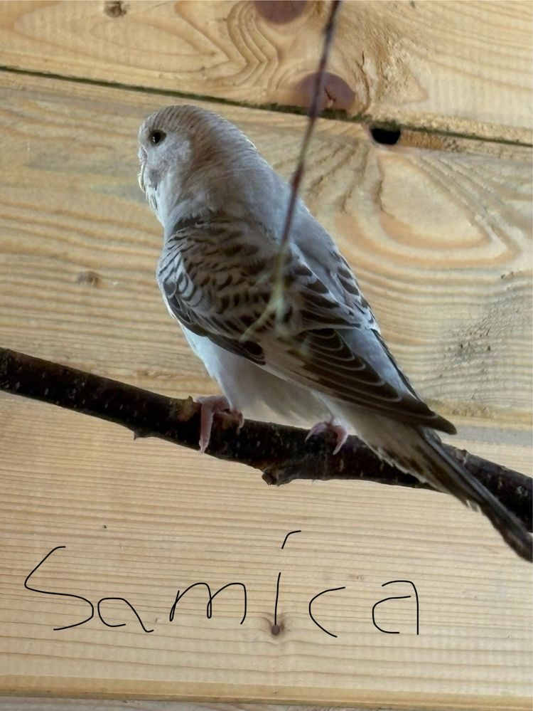 Na sprzedaz mlode papugi nimfy i faliste samce i samice