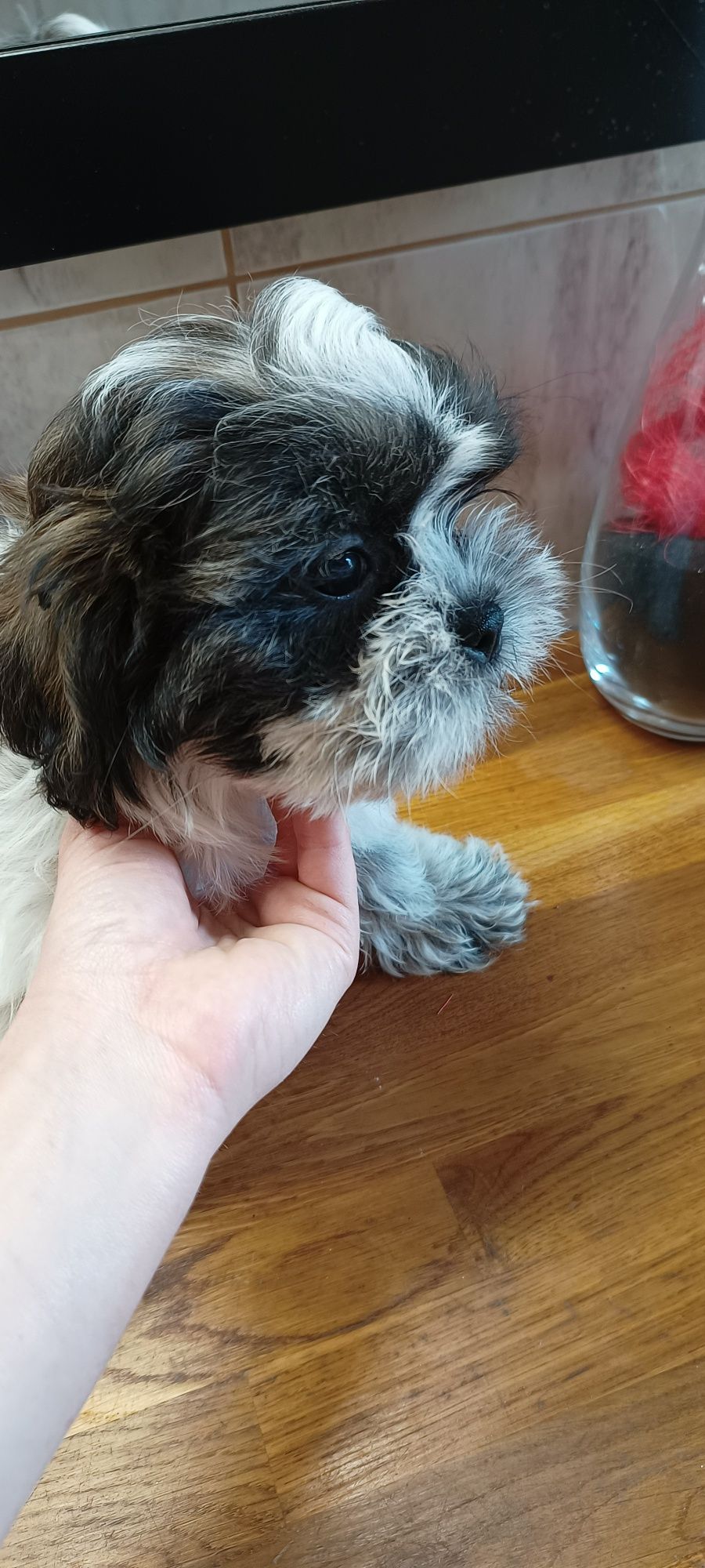 Mal-shi, maltańczyk, shih tzu, suczka