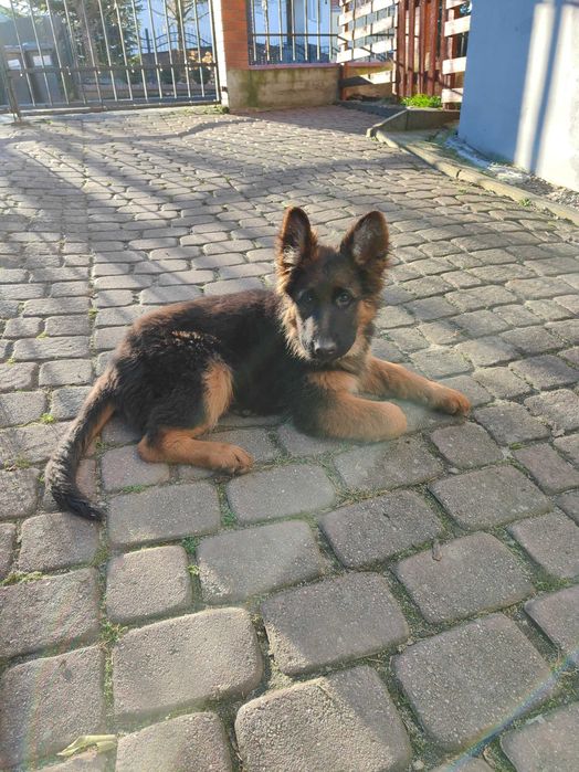 Owczarek niemiecki suka