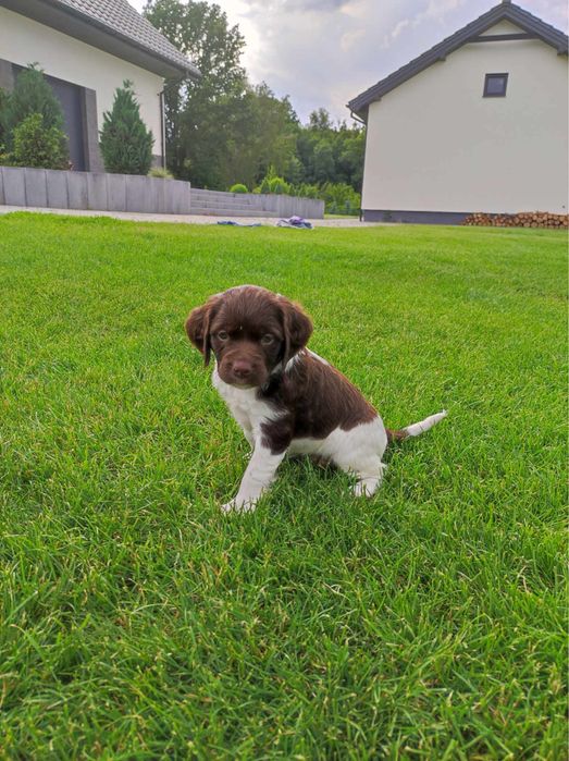 Spaniel Bretoński - szczenię
