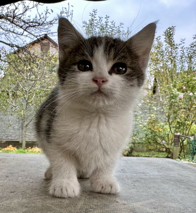 Віддам кошенят в добрі руки.