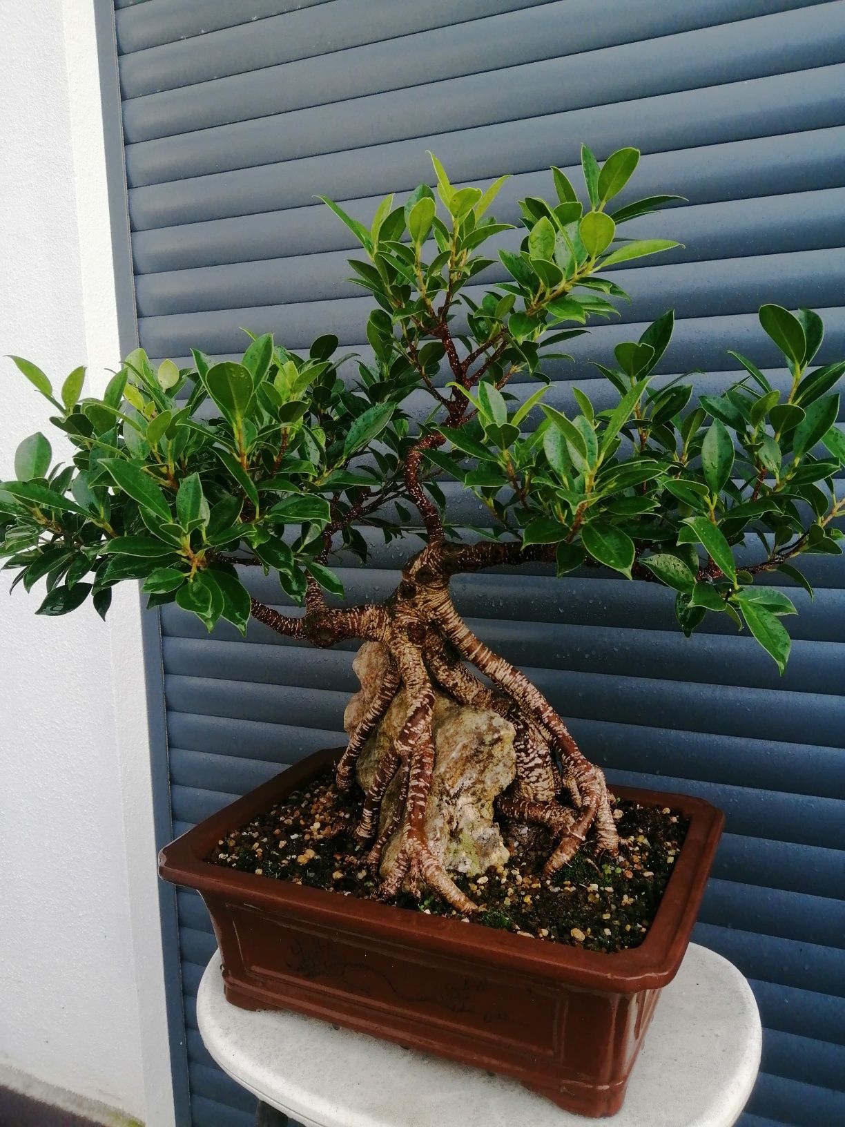 Bonsai Ficus retusa sobre rocha
