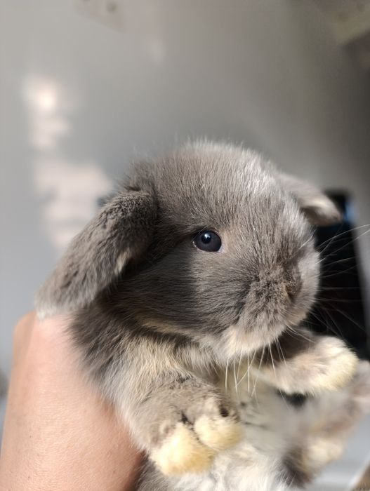 Królik króliczek mini lop hodowla zarejestrowana