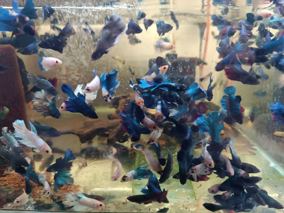 Продам петухов кои