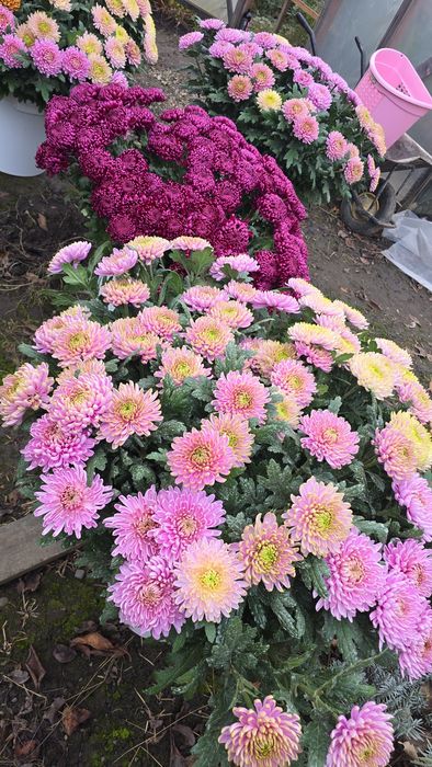 Продам маточники хризантем Бігуді