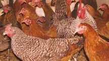 Kury Nioski z jajkiem ! Rosa Dominant Leghorn Sendi ! ZAPRASZAM Dowóz!