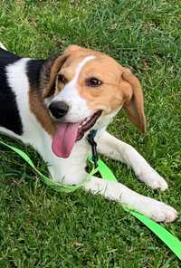 Beagle Fêmea 7 meses para adoção