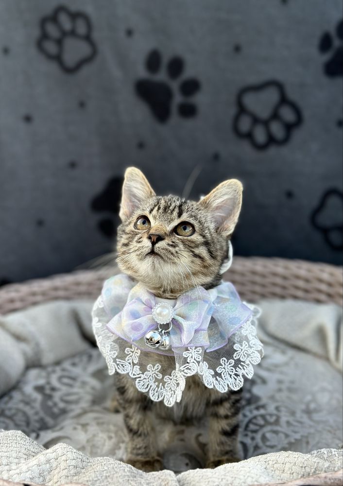 Кошеня в добрі ручки хлопчик