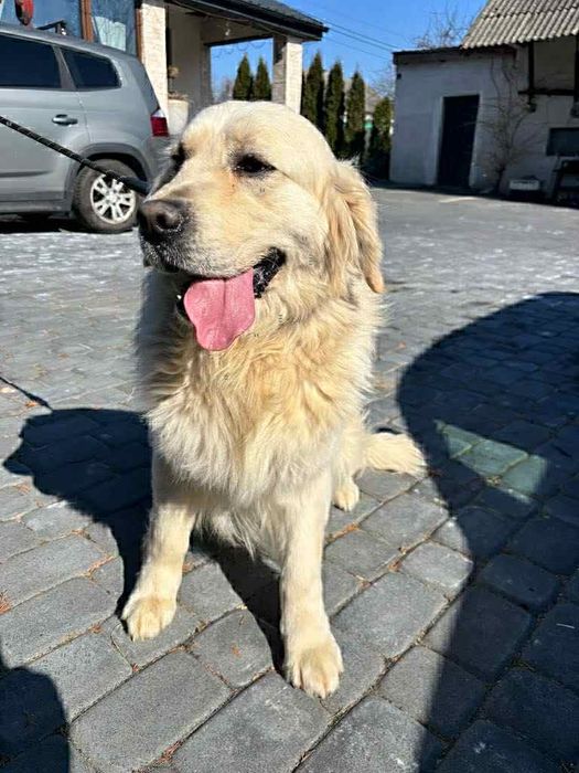 Golden Retriever Piesek