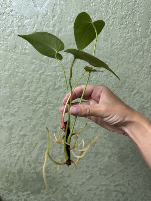 Антуріум колорадо, лівіум, каваллі, блек паріж, хот ліпс