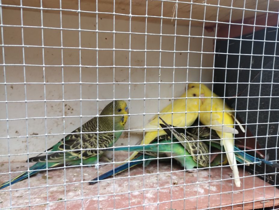 Sprzedam papugi faliste