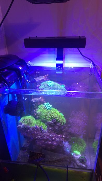 Akwarium morskie 50l