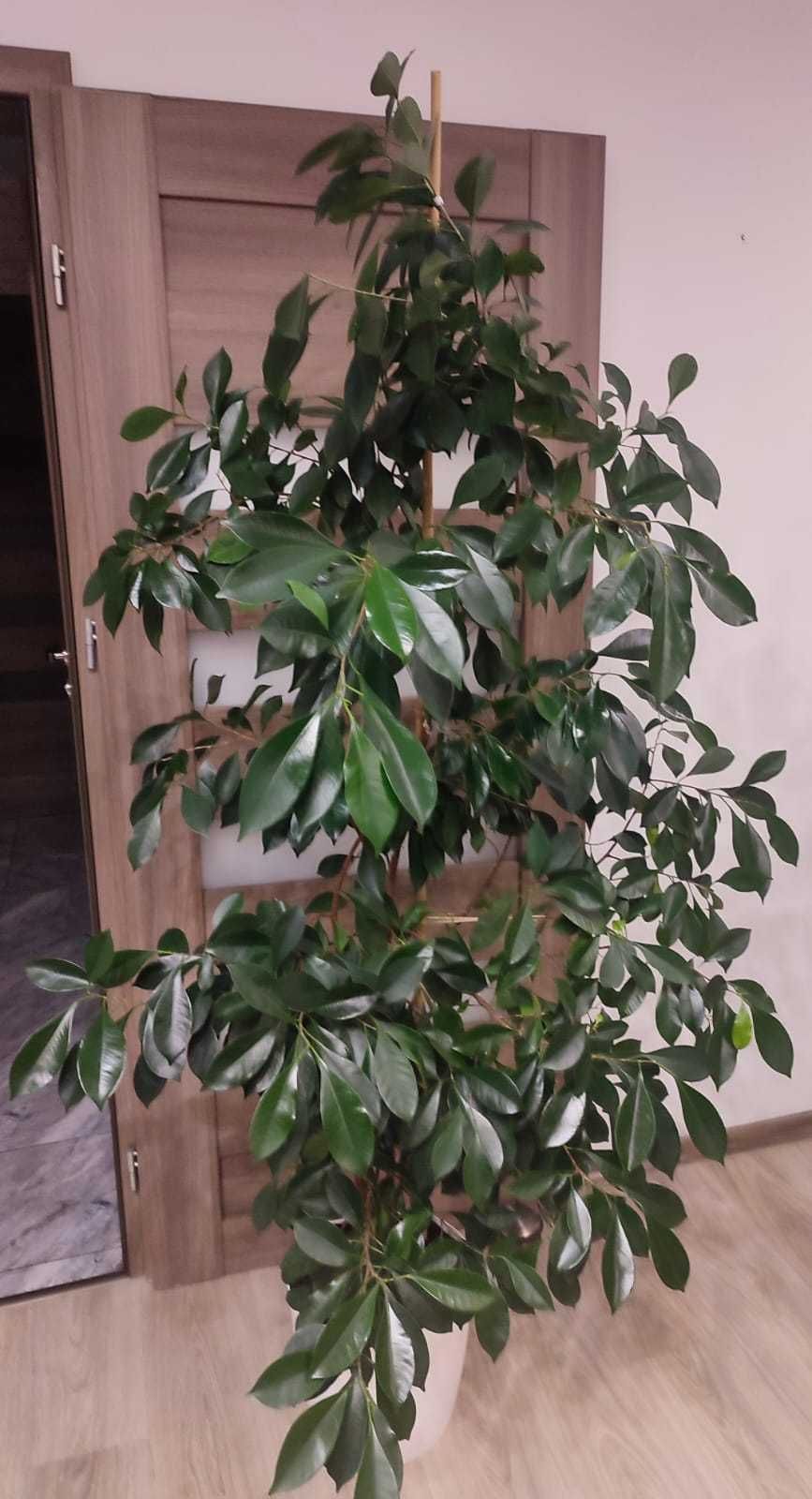 Fikus Benjamin Figowiec 190 cm