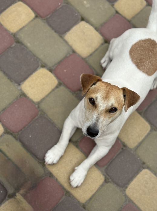 Дівчинка Джек Рассел — безкоштовно