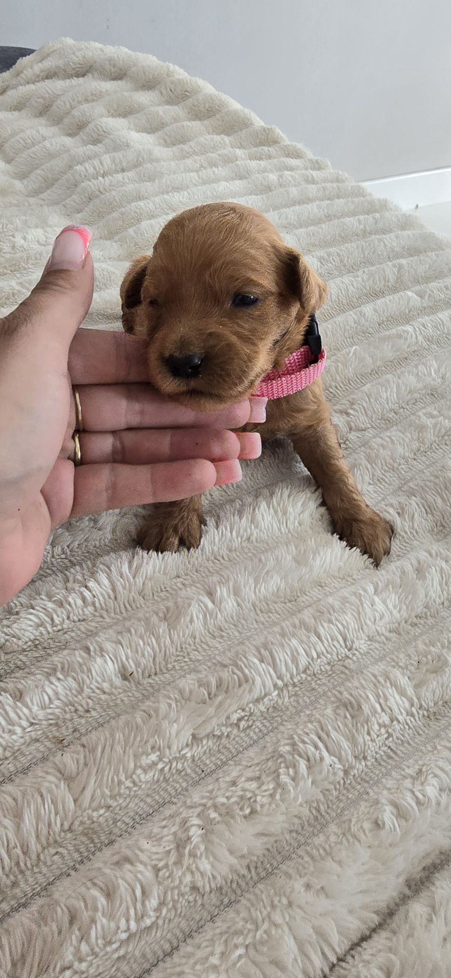 Goldendoodle f1 medium red-brown