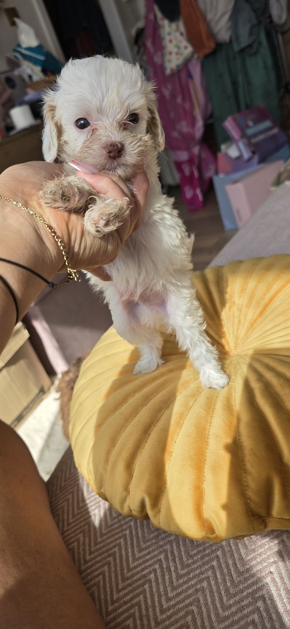 Malutki Maltipoo
