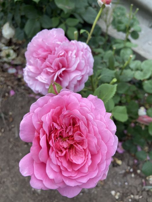 РОЗЫ английские; плетистые и парковые: Пьер де ронсар и Ред Леонардо