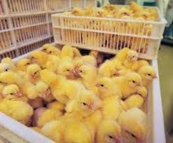 Бройлер кобб-500