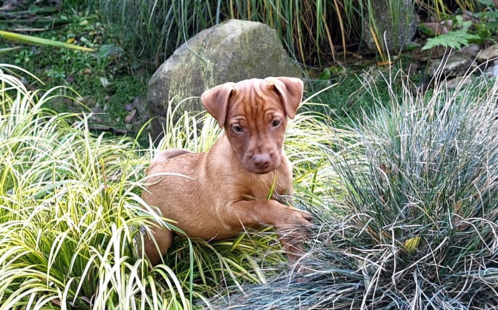 Piesek Patterdale Terrier terier ZKwP FCI