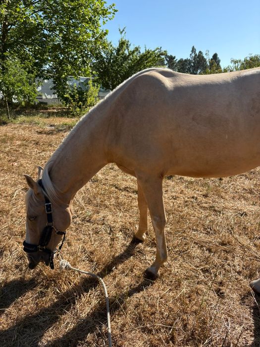 Égua palomina gestante 2 /3anos meiguinha