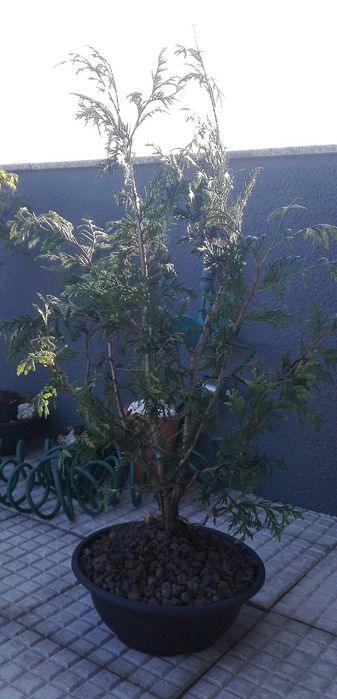 Bonsai Tuía 盆栽 10 anos