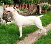 Bullterrier , Suka , FCI , 10 miesięcy