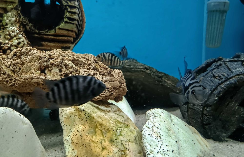 Pielęgnica zebra, cała obsada ok.16szt.