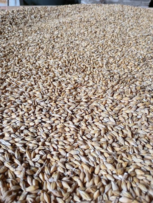 Jęczmień jary 2025