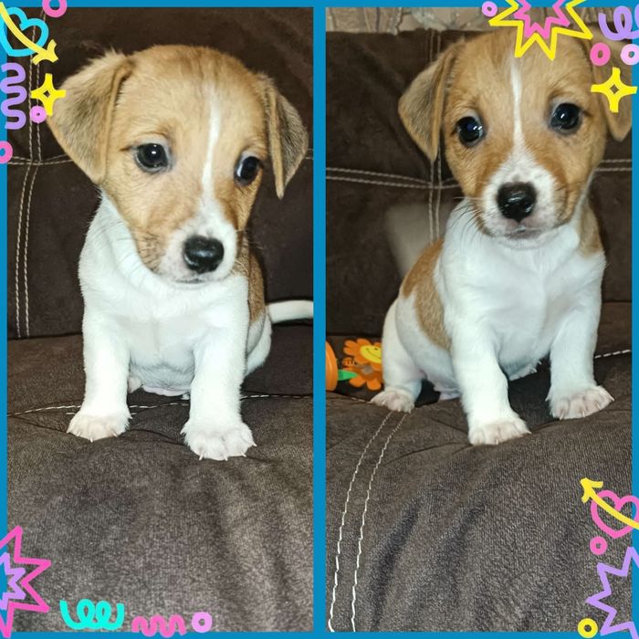 Класнючий цуцик чекає