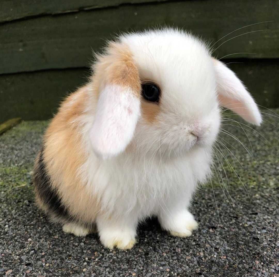 KIT Coelhos anões orelhudos, mini lop adoráveis e super inteligentes