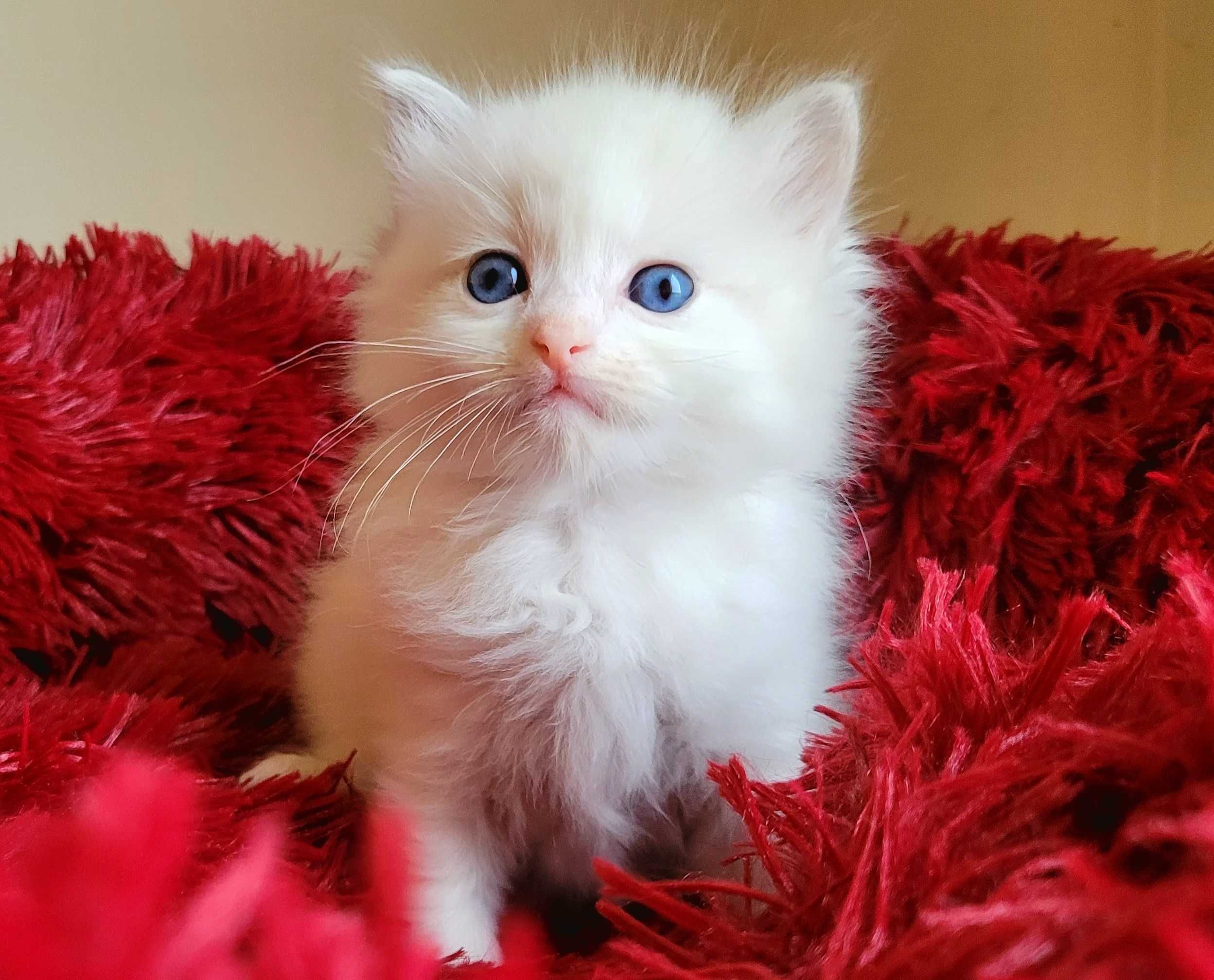 Kotek Ragdoll Blue bicolor lynx