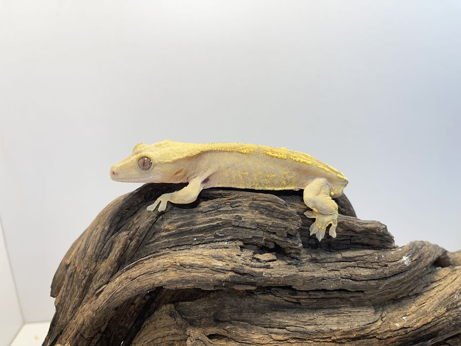 Gekon orzęsiony, gekony orzęsione