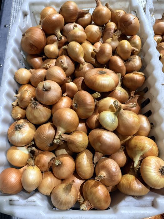 Цибуля домашня 20 грн/кг