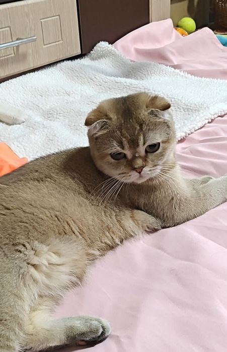 Вислоухая девочка в золотом окрасе