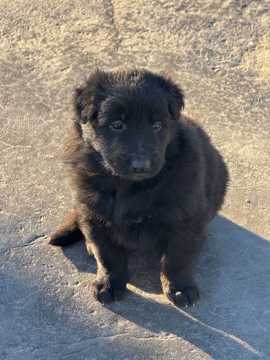 Cachorro Pastor Belga Groenendael