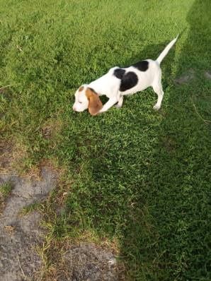 Szczeniak Beagle unikatowy biały!