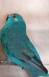 Vendo Kakariki azul