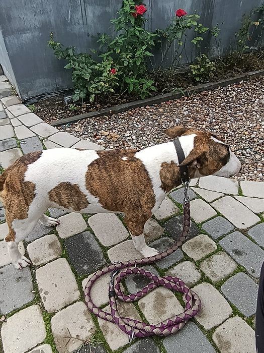 Bulterier miniatura suczka