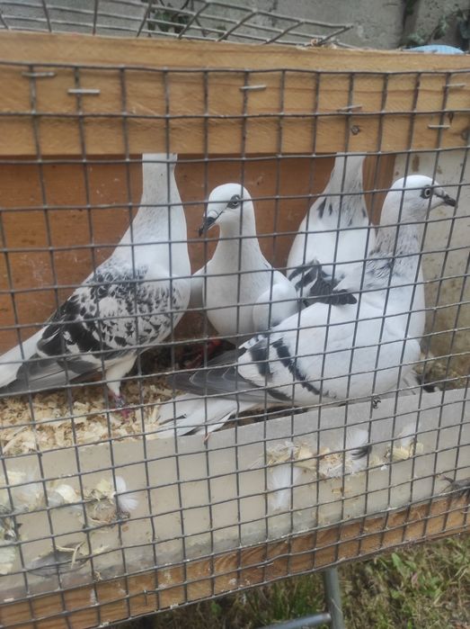 Żałobnik jasne boczate