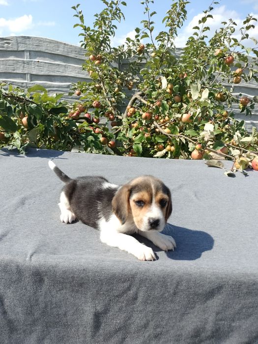 Sprzedam suczkę Beagle